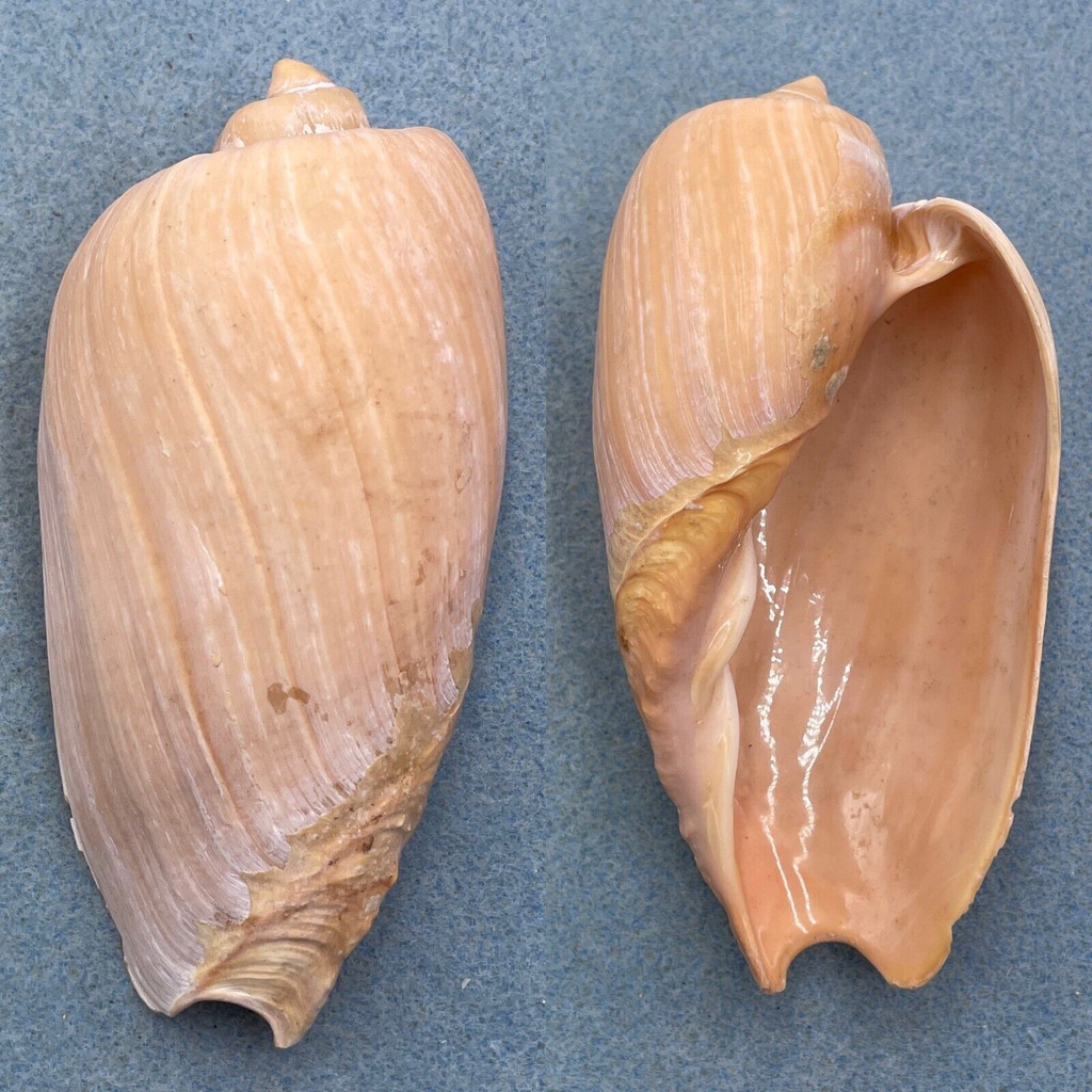 #5 Cymbium olla 106.6mm F+ West Africa