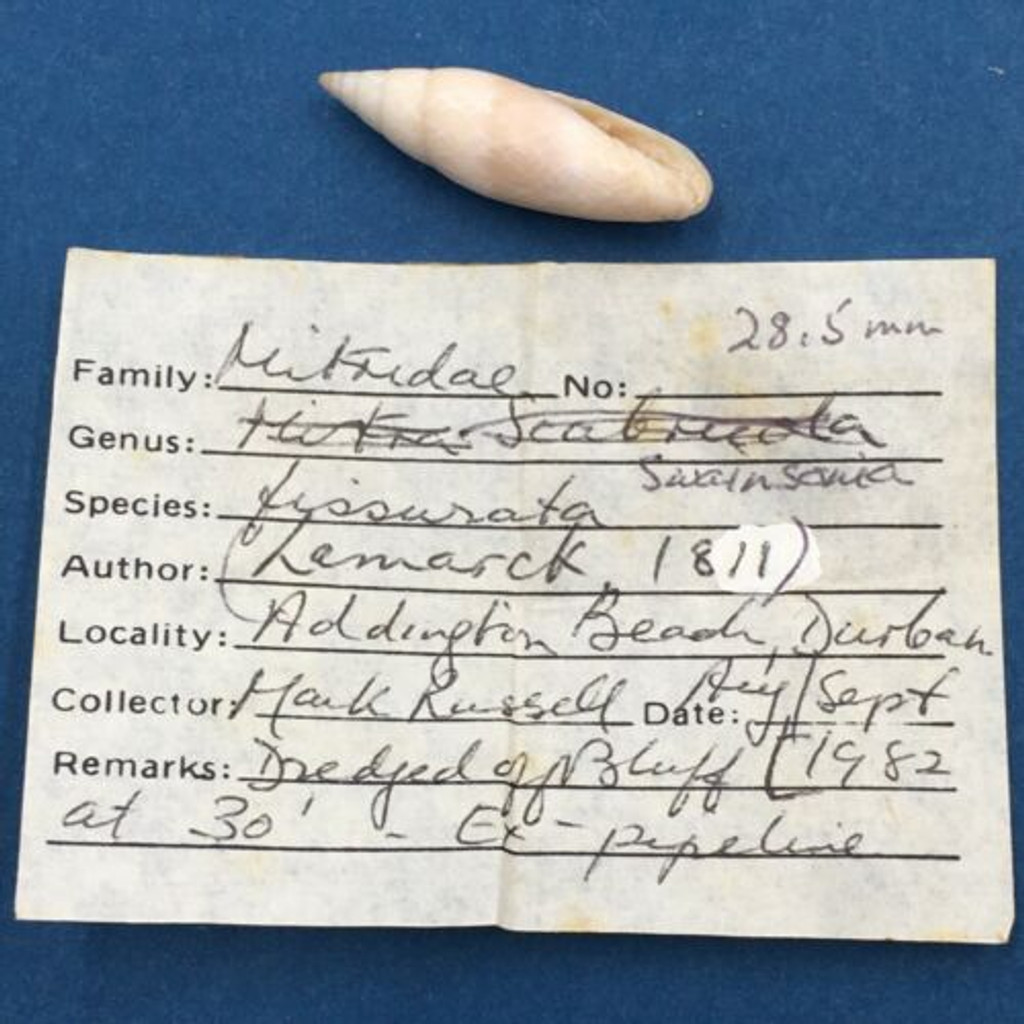 #1 Scabricola (Swainsonia) Fissurata 28.5mm Dredged Durban S. Africa 30' Mitra