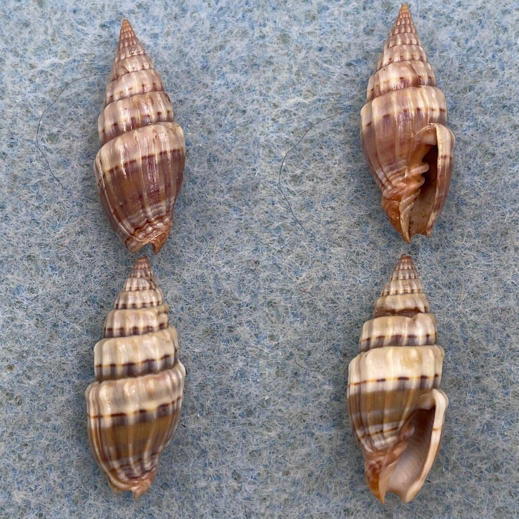 #3 Vexillum semifasciatum Lot 19.8mm F++ Upolu