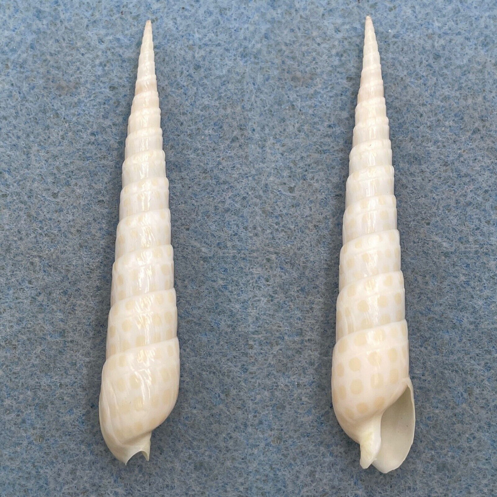 Terebra argus 63.8mm F+ Philippines