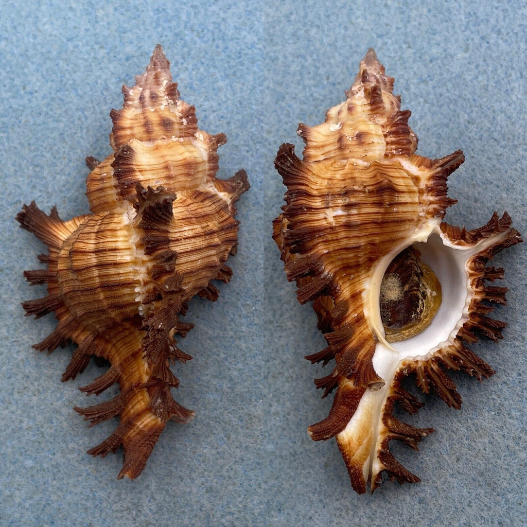 #17 Chicoreus torrefactus 81.8mm F++ W/O Kii, Japan 30-50fms