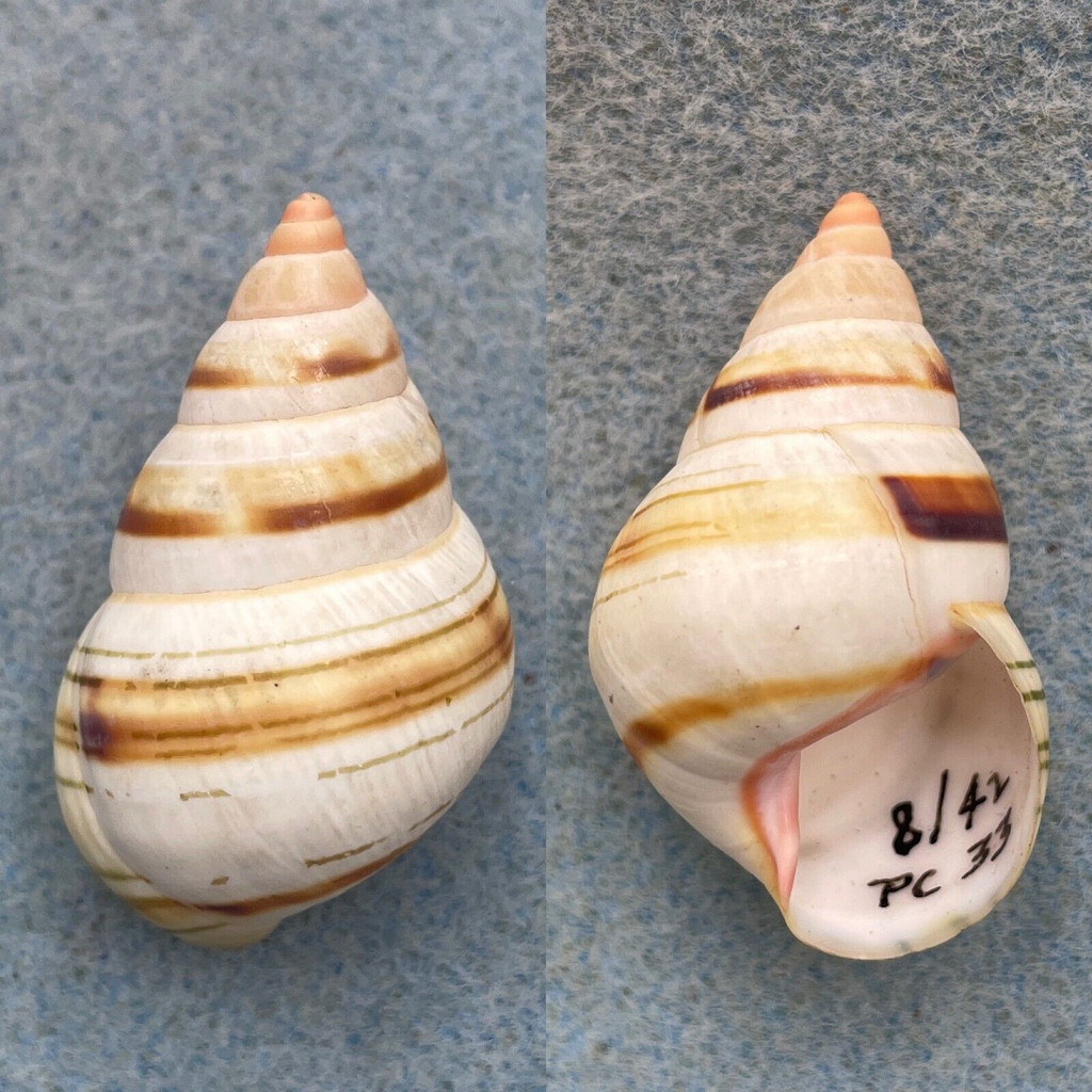 #3 Liguus fasciatus walkeri 38.8mm F++ Pinecrest #33 Collected 1942