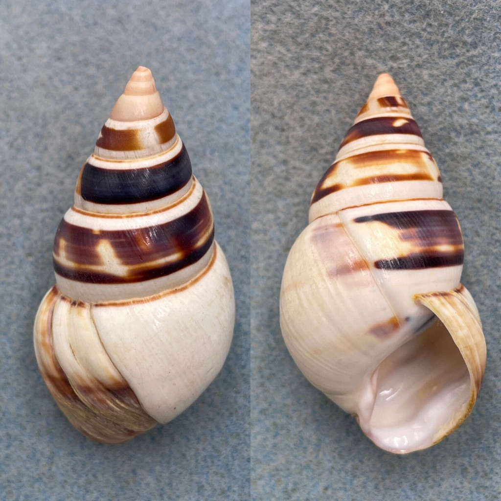 #4 Liguus fasciatus walkeri 56.5mm F++ Pinecrest #4