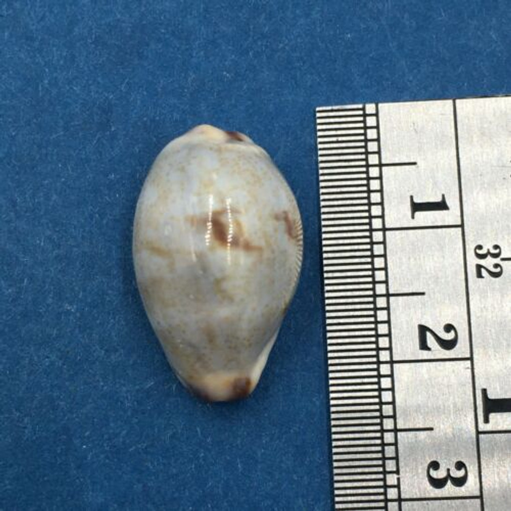 #1 Cypraea gracilis Japonica 20.5mm Okinawa Japan Shallow Water Under Rocks