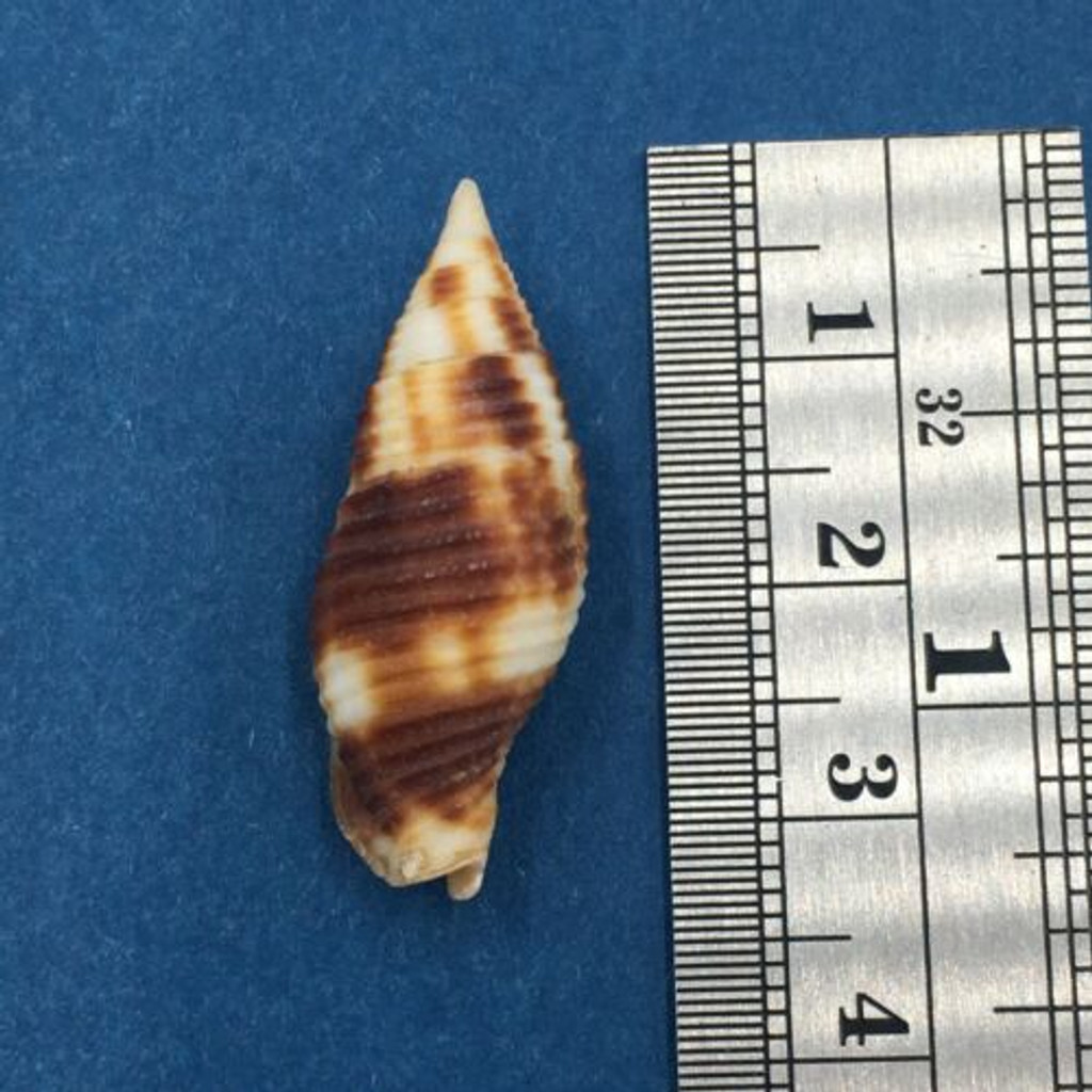 #3 Mitra (Nebularia) Ferruginea 30mm Vepi Island Lagoon Solomon Is. Dive 5m