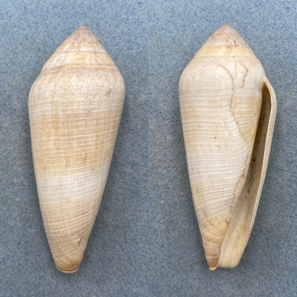 #4 Conus terebra BIG 90.8mm F+ (Growth Mark) New Guinea