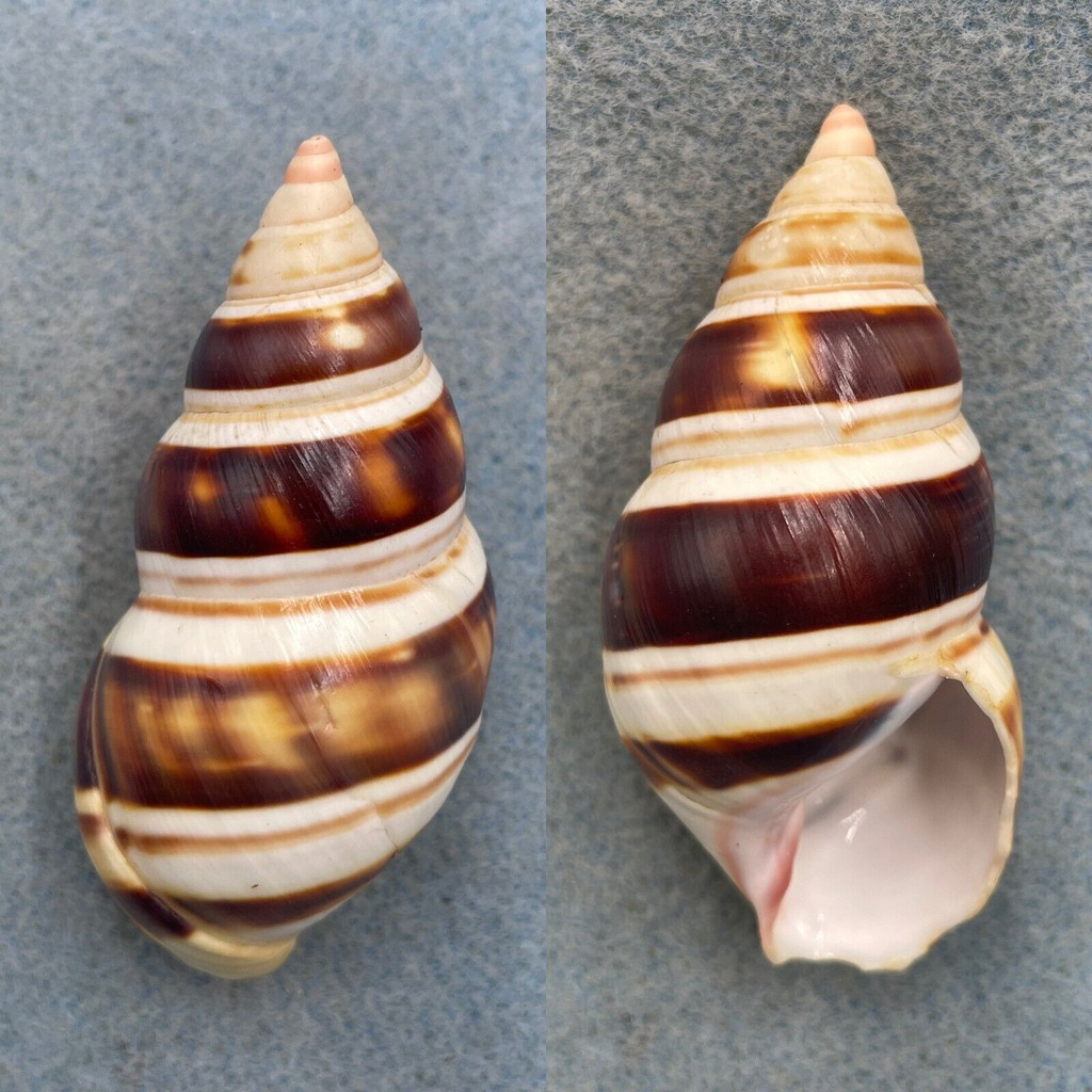 #14 Liguus fasciatus castaneozonatus 60.9mm F+ (Lip Chips) Key Largo