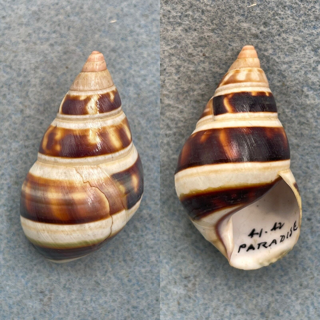 #7 Liguus fasciatus castaneozonatus 41.7mm F+ Paradise Key Coll. 1940s