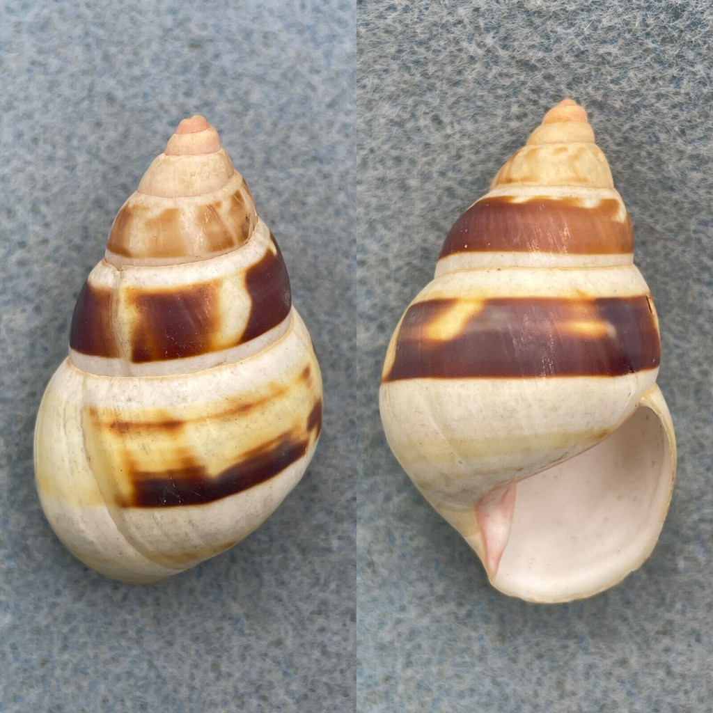 #4 Liguus fasciatus Hybrid 40.5mm F (Hole) Chokoloskee, Florida