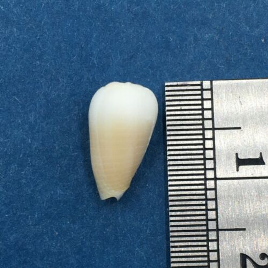 #3 Imbricaria Punctata 11.6mm Atiu Cook Islands In Shallow Lagoon