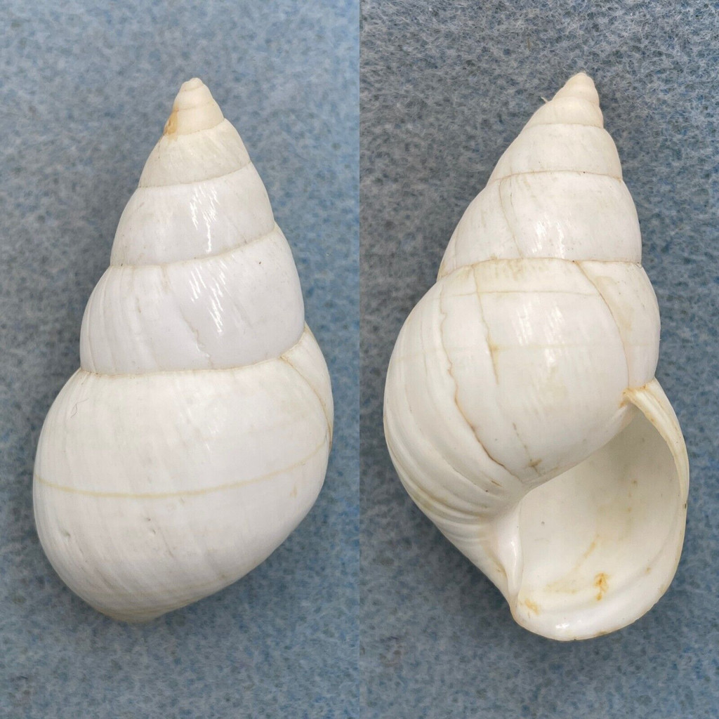 #3 Liguus fasciatus elliottensis 55.3mm F+ North Key Largo