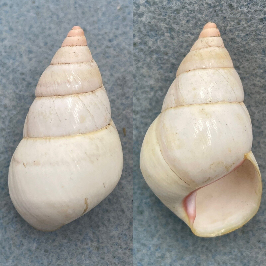 #7 Liguus fasciatus mitchelli 40.6mm F+ Goodland Point