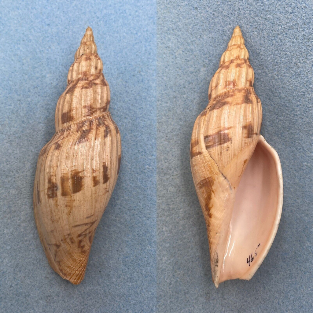 Fulgoraria mentiens 116mm F+ Kii, Japan 100fms