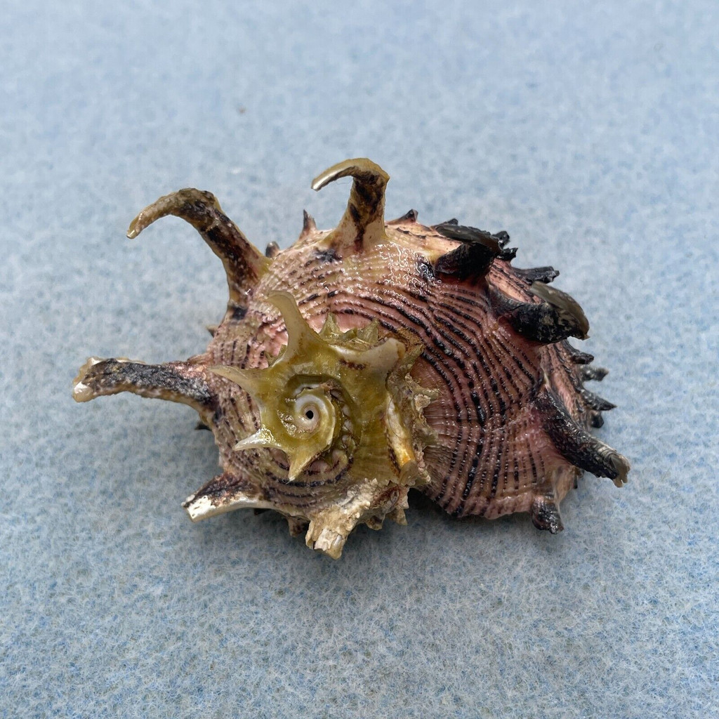 Angaria melanacantha 57.6mm F+ Busuanga Island, Palawan, Philippines