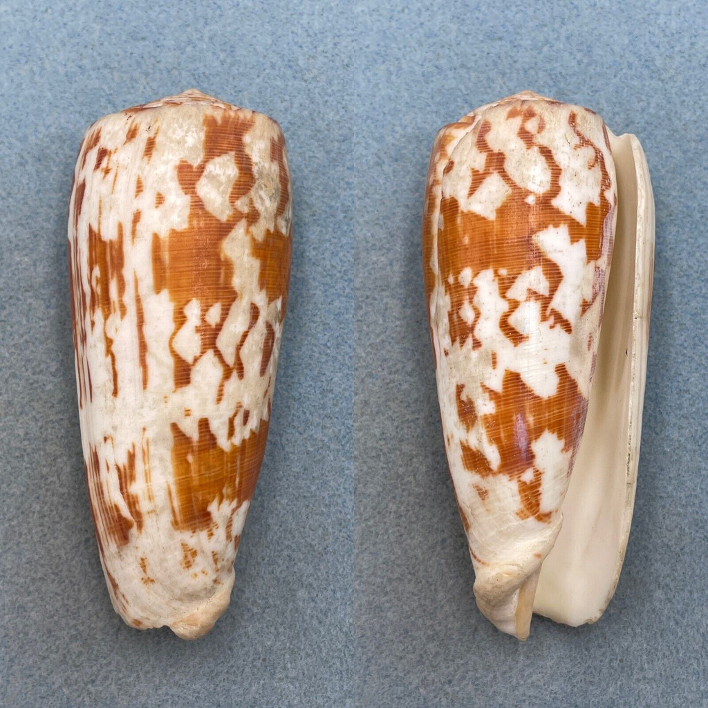 #7 Conus striatus 108.9mm F/+ Dredged, Honolulu, Hawaii