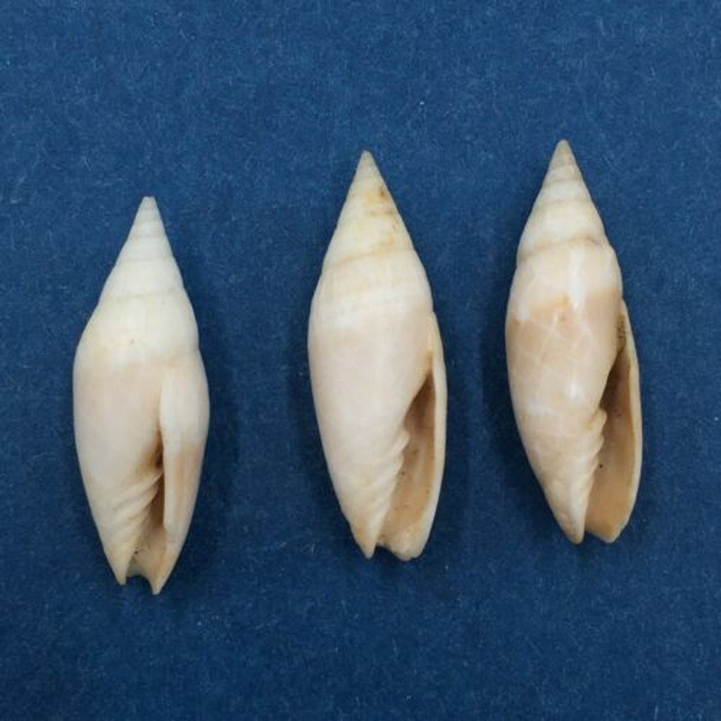 #5 Scabricola Swainsonia Fissurata Set 23.7-9mm Dredged Durban S. Africa 15-20m