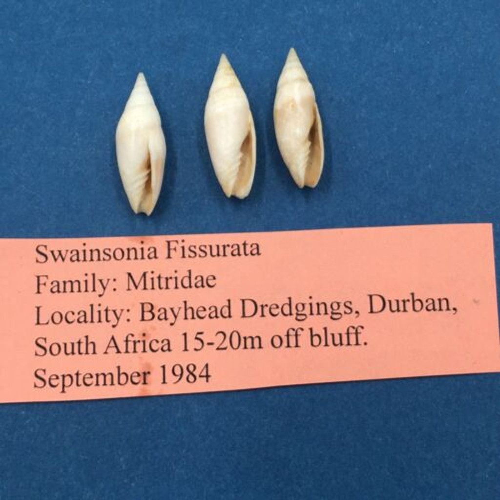 #5 Scabricola Swainsonia Fissurata Set 23.7-9mm Dredged Durban S. Africa 15-20m