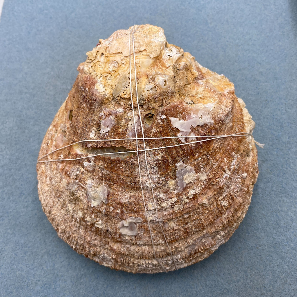 #2 Crassadoma gigantea BIG 141mm F+ Dived, 100' Coho Anchorage, California 1974