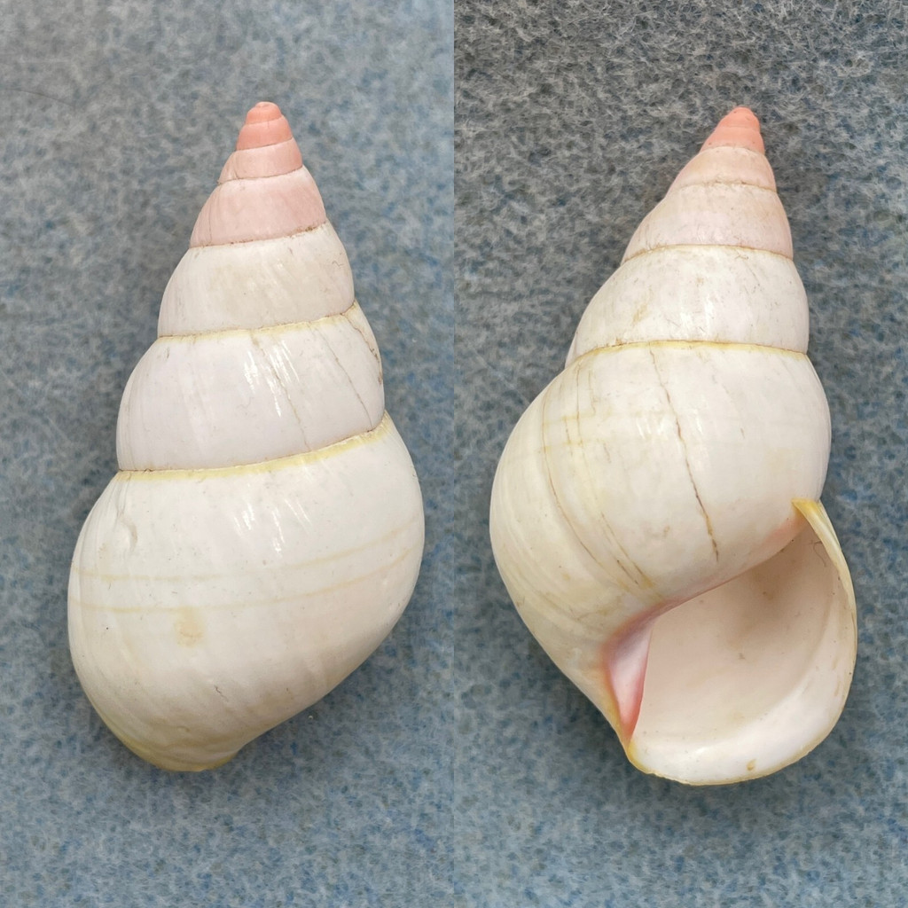 #2 Liguus fasciatus lineolatus 48.3mm F+ Key Largo