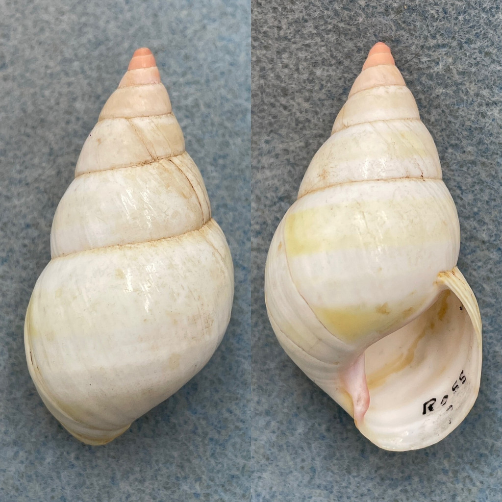 #1 Liguus fasciatus roseatus 51.6mm F+ Ross Hammock, Collected 1931