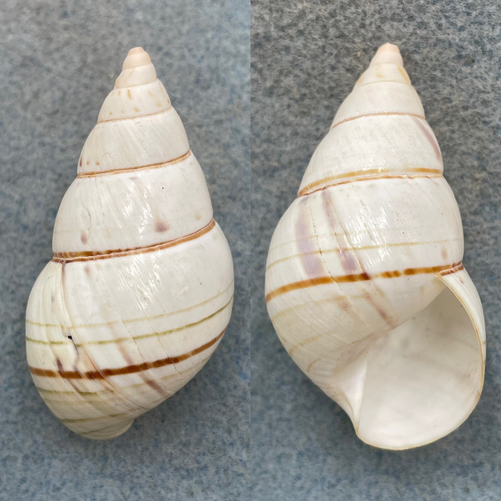 #7 Liguus fasciatus delicatus 48.7mm F+ Upper Hammock, Lower Matecumbe Key