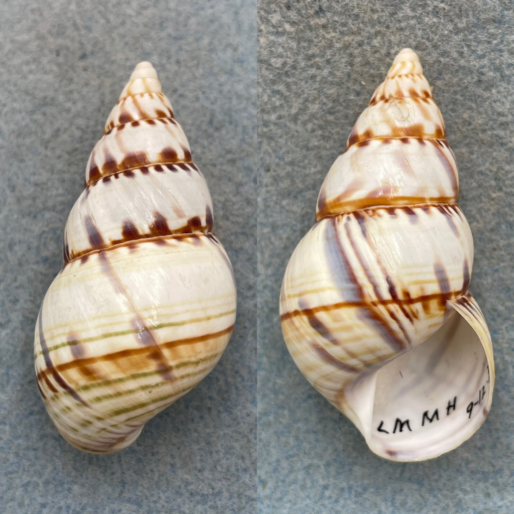 #4 Liguus fasciatus pseudopictus 52mm F+ Middle Hammock, Lower Matecumbe 1938