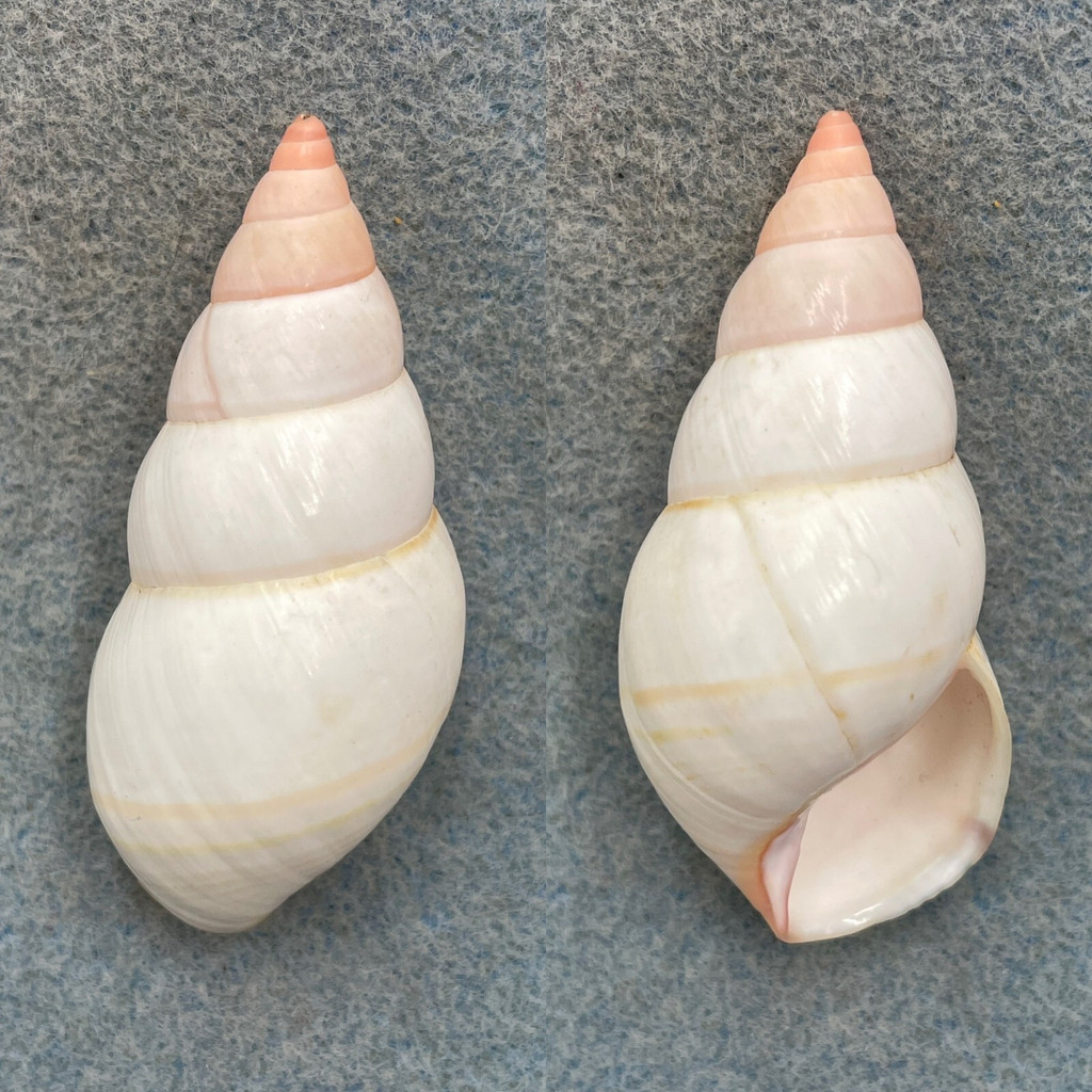 #7 Liguus fasciatus lineolatus 56.6mm F+ (Tiny Apex Flaw) North End, Key Largo