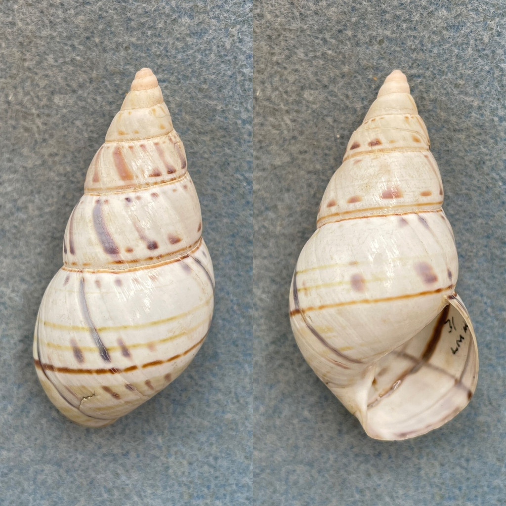 #2 Liguus fasciatus lignumvitae 53.3mm F++ Lower Matecumbe, Middle Hammock 1931