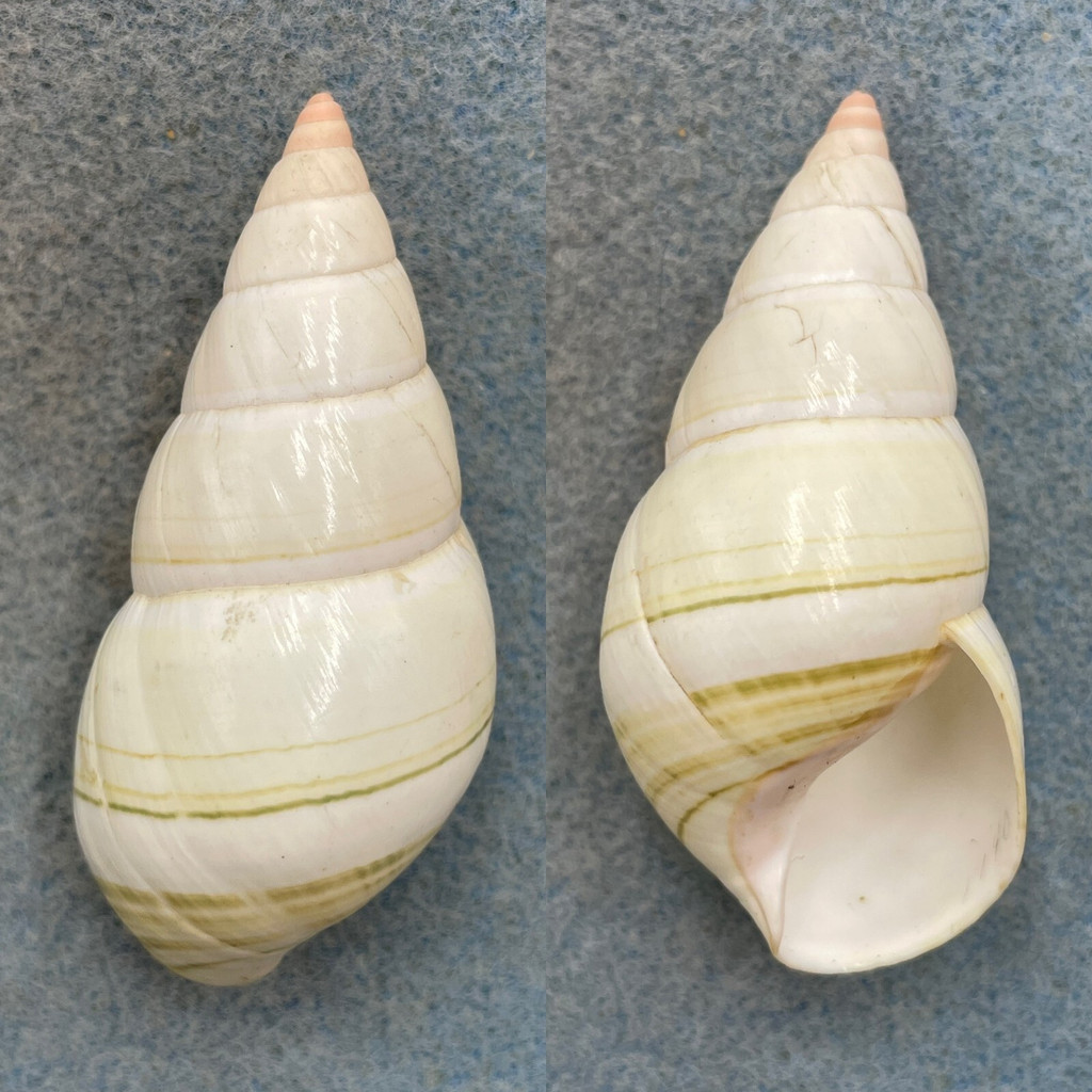 #7 Liguus fasciatus simpsoni 59.5mm F++ Lower Matecumbe Key, Middle Hammock