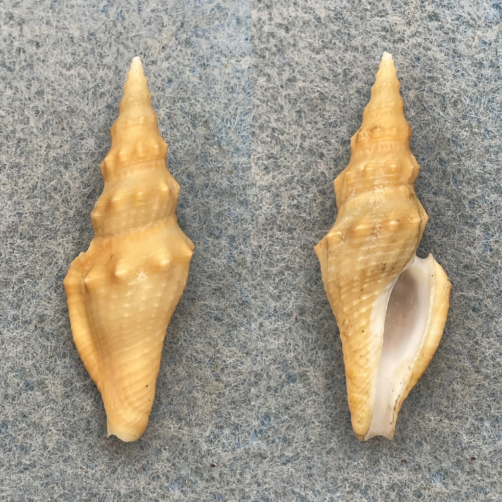 Strombinoturris crockeri 37mm F+ South End, Gulf Of California, Mexico Turridae