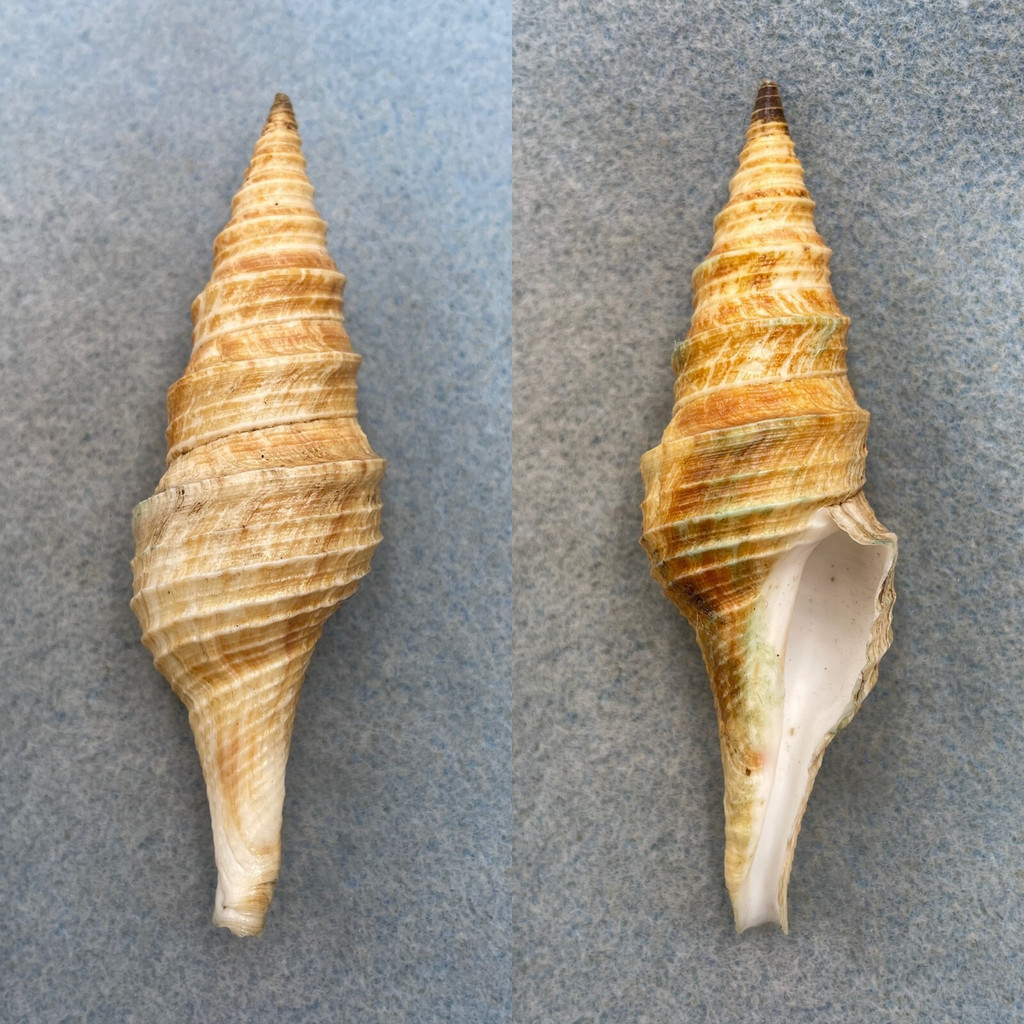 Polystira nobilis 88mm F+ Dredged, Gulf Of California, Mexico Turridae