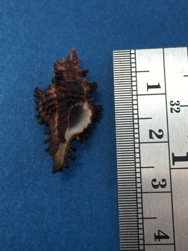 #6 25.8mm Chicoreus Brunneus Dived 20m Palawan Philippines Muricidae