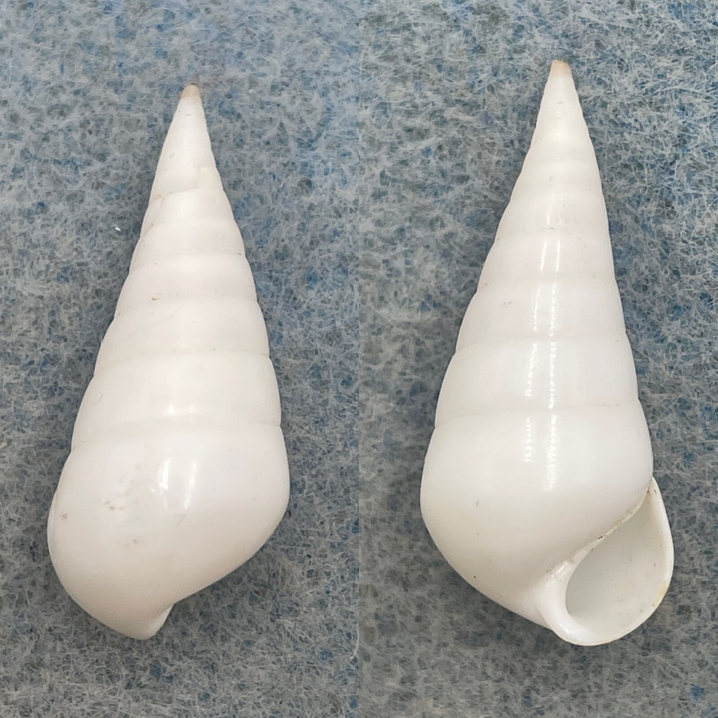 Melanella grandis 25.5mm F+ Off Southwest Taiwan