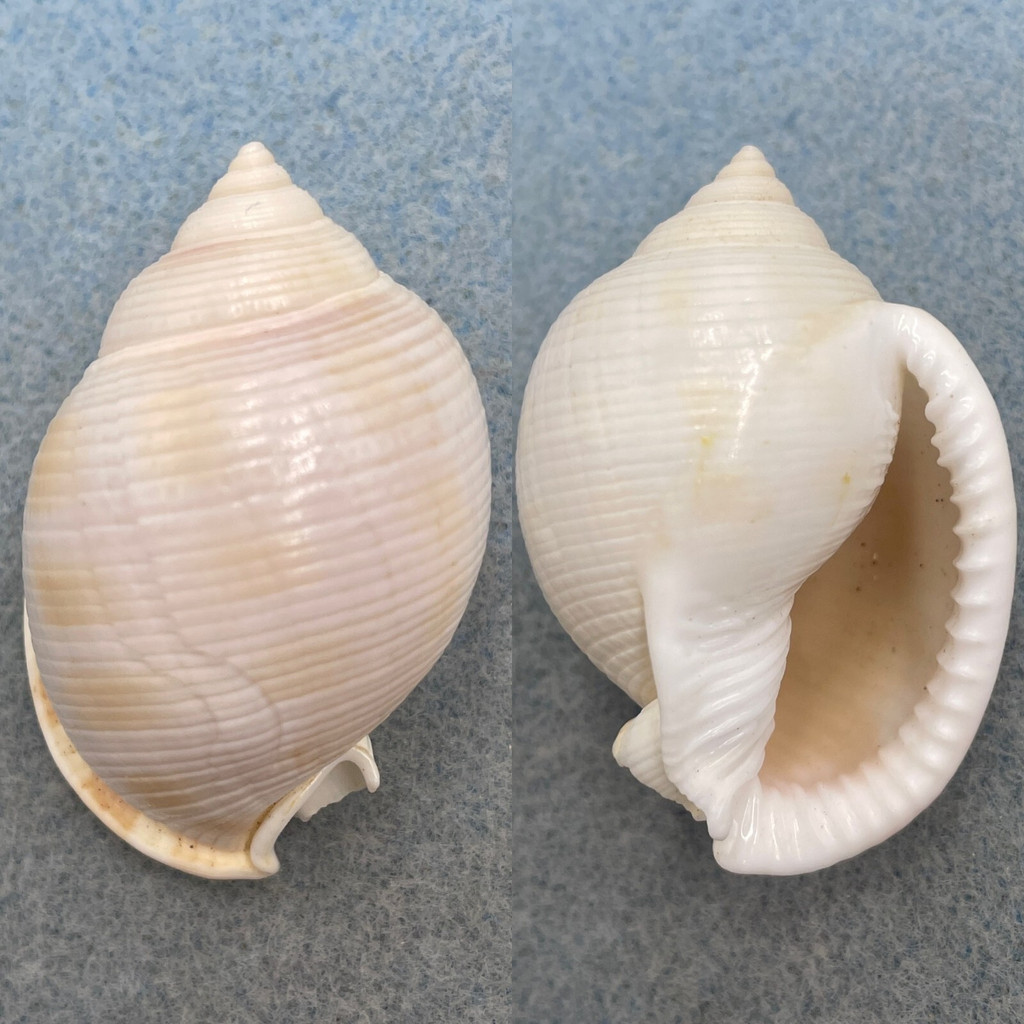 Semicassis diuturna 47.8mm F+ Hummock Hill Island, Qld, Australia