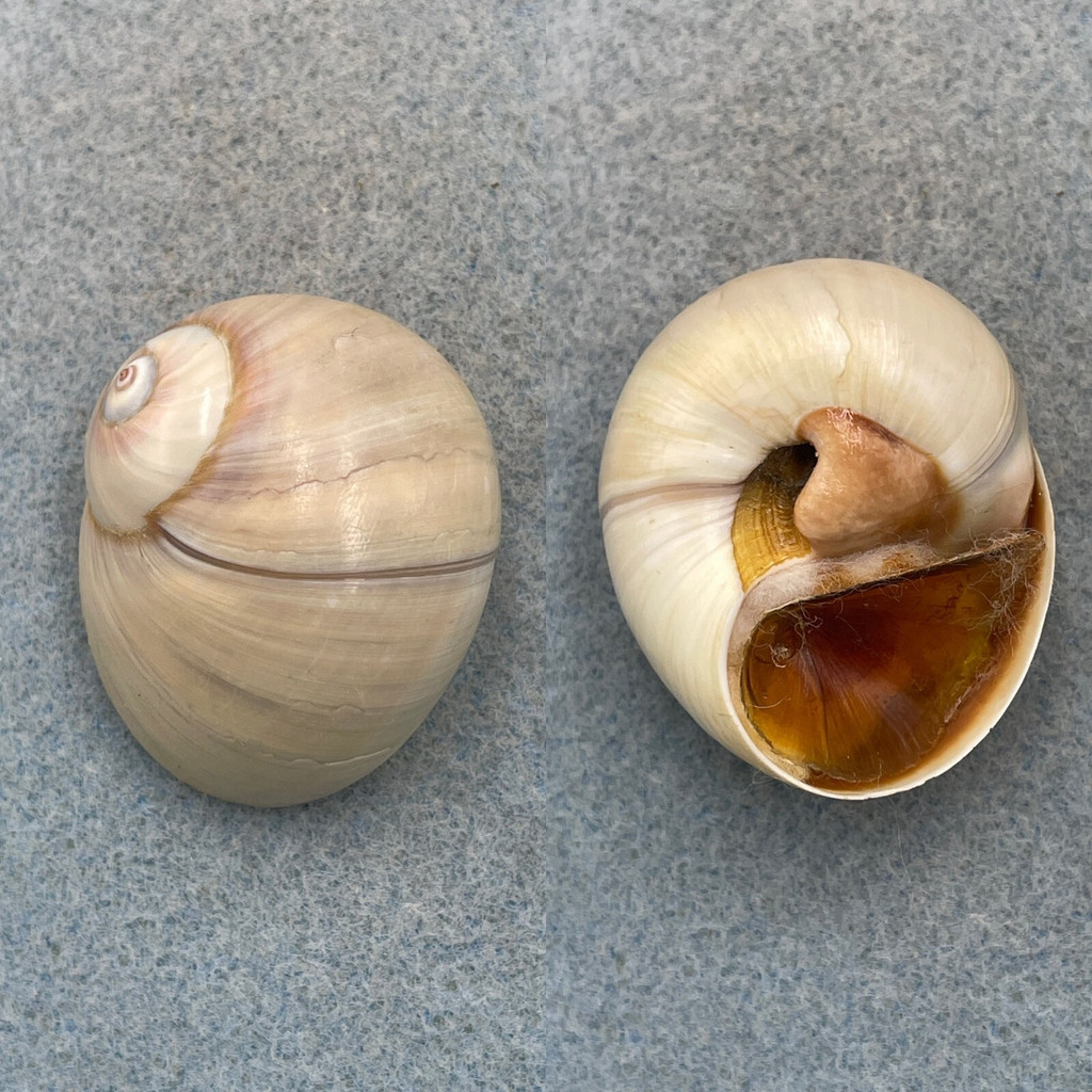 #2 Neverita duplicata 39.2mm F+ W/O Captiva Is. Florida, On Sand Flats