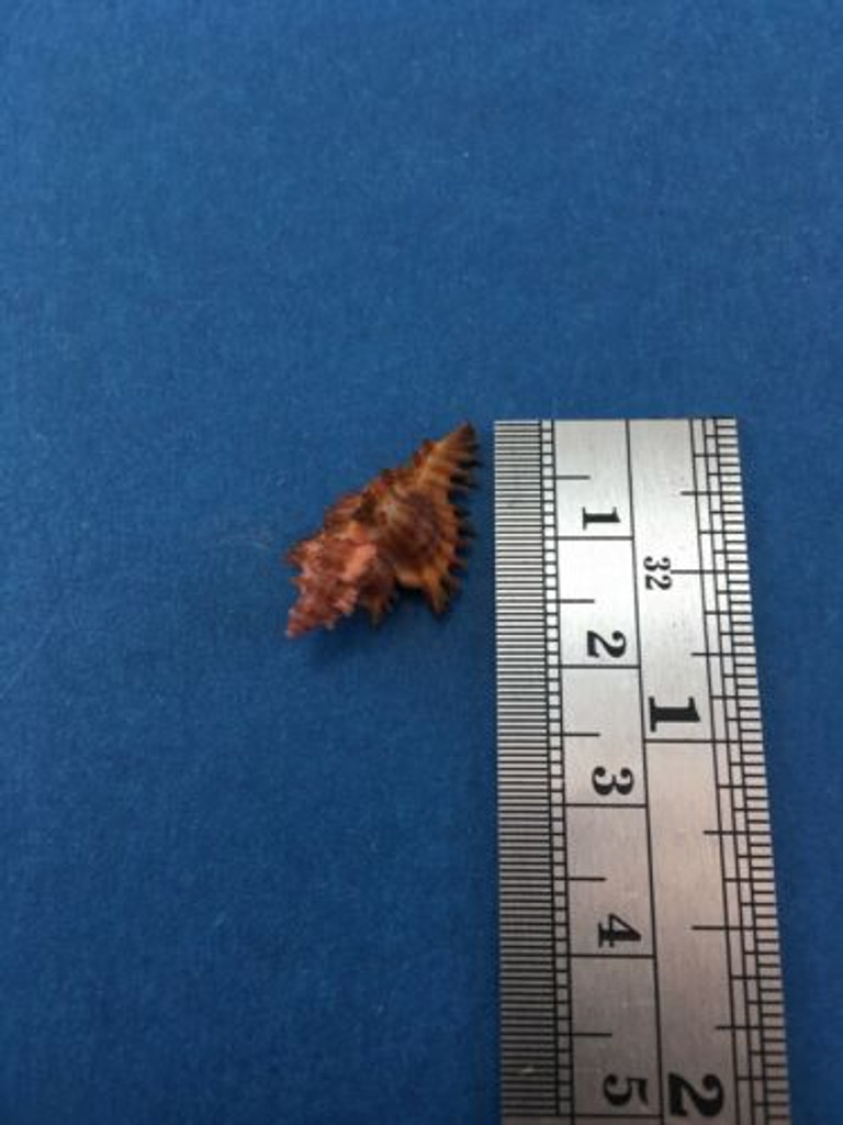 #16 22.7mm Chicoreus Strigatus Dived 20m Palawan Philippines Muricidae