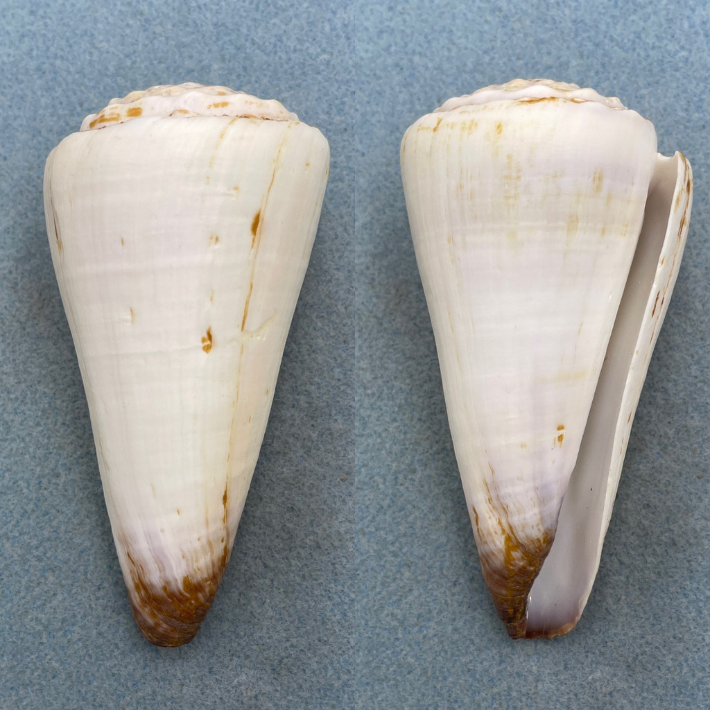 #4 Conus distans BIG 97mm F+ Zanzibar