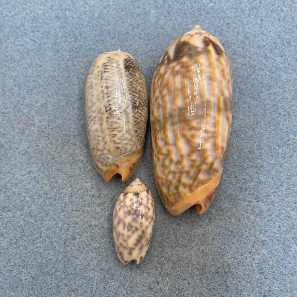 Oliva Assorted Lot 28-65mm F+ Gasmata, Papua New Guinea