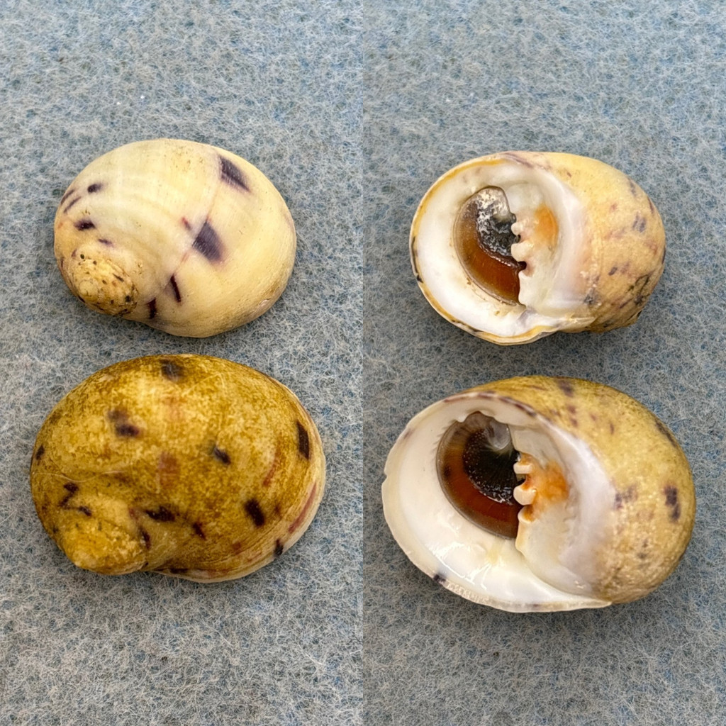 #2 Nerita peloronta 20-24mm F++ W/O S. Bimini Island, Bahamas