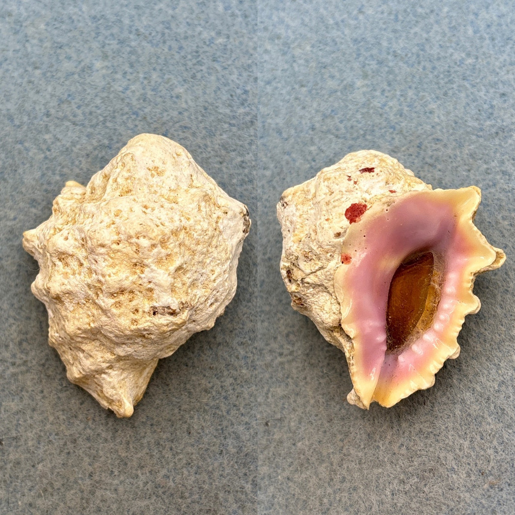 #2 Drupa rubusidaeus 45.8mm F+ W/O Australia