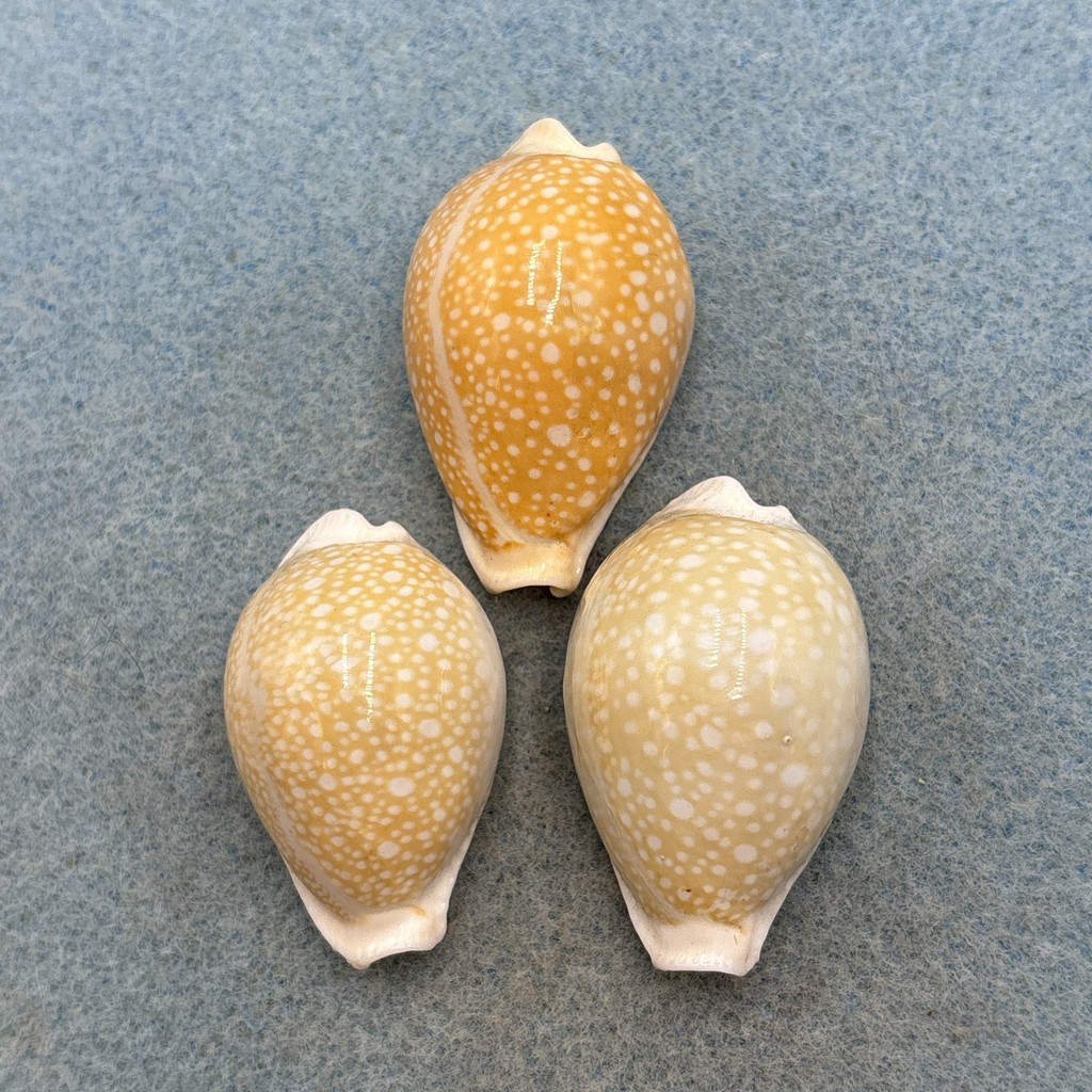 #2 Cypraea miliaris Lot 37-40mm F+/++ Australia