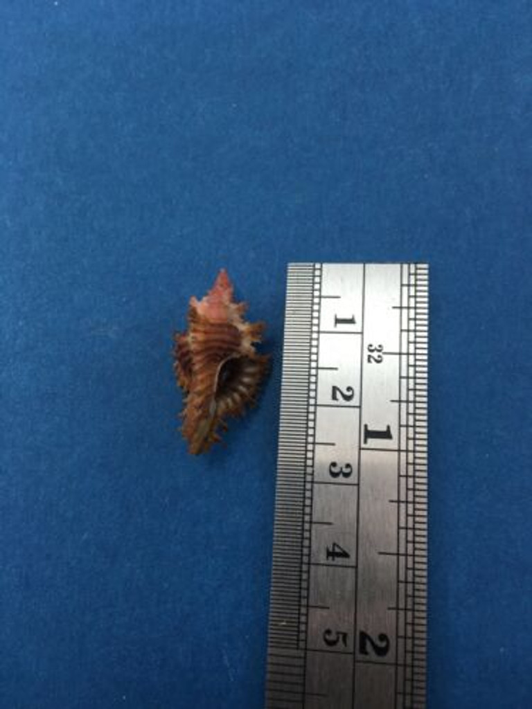 #20 25.2mm Chicoreus Strigatus Dived 20m Palawan Philippines Muricidae