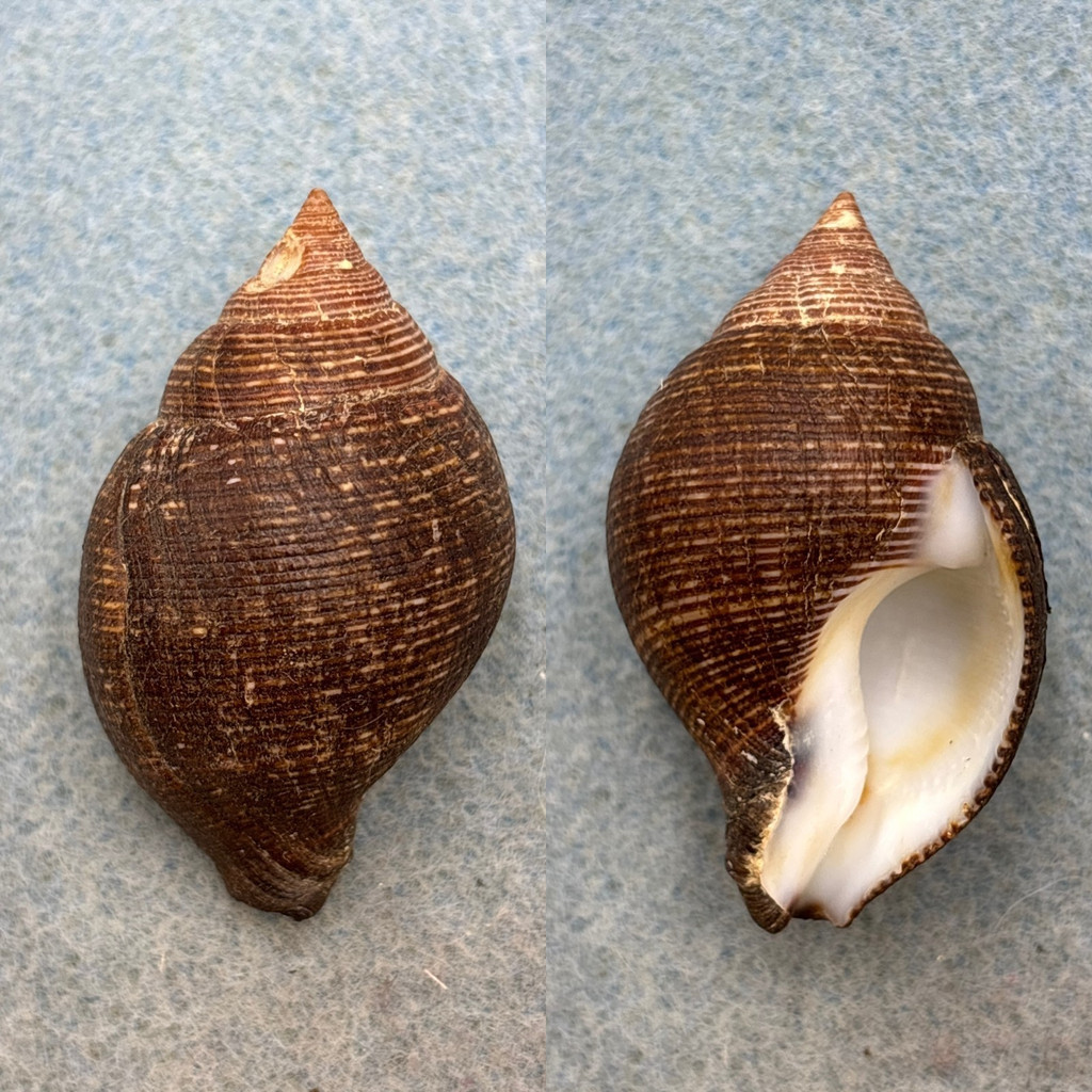 Latirolagena smaragdulus 45mm F+ Zanzibar Fasciolariidae