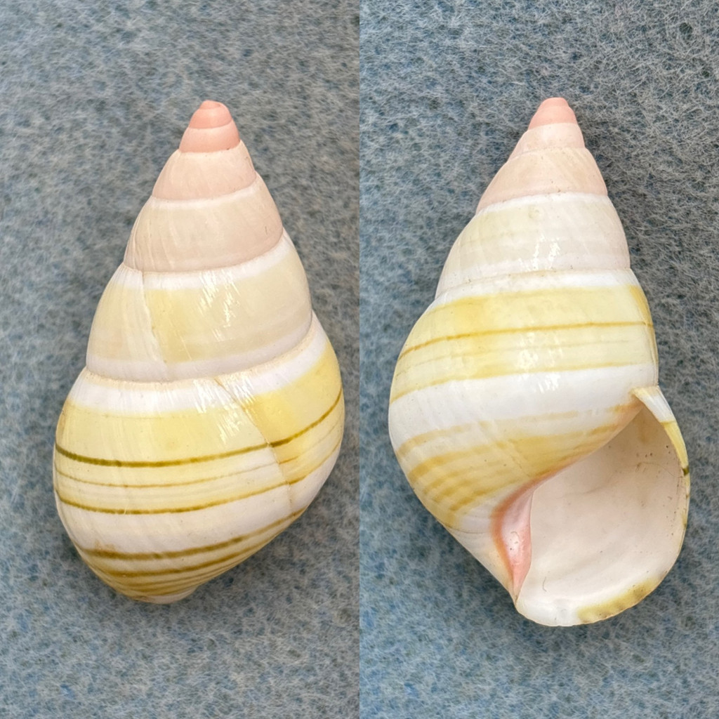 #13 Liguus fasciatus roseatus 38.7mm F++ No Data