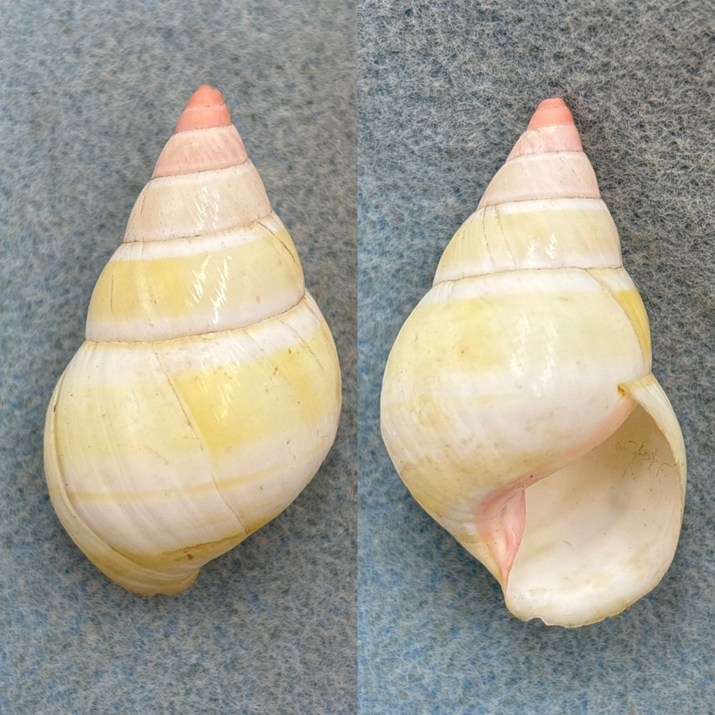 #12 Liguus fasciatus roseatus 42.6mm F+ No Data