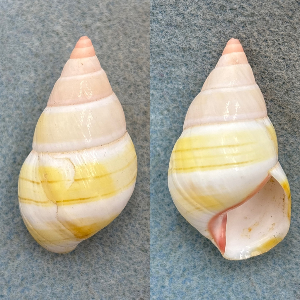 #11 Liguus fasciatus roseatus 43.1mm F+ No Data