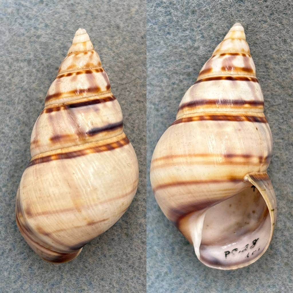 Liguus fasciatus violafumosus RARE 48.2mm F++ Pinecrest #28 Collected 1932