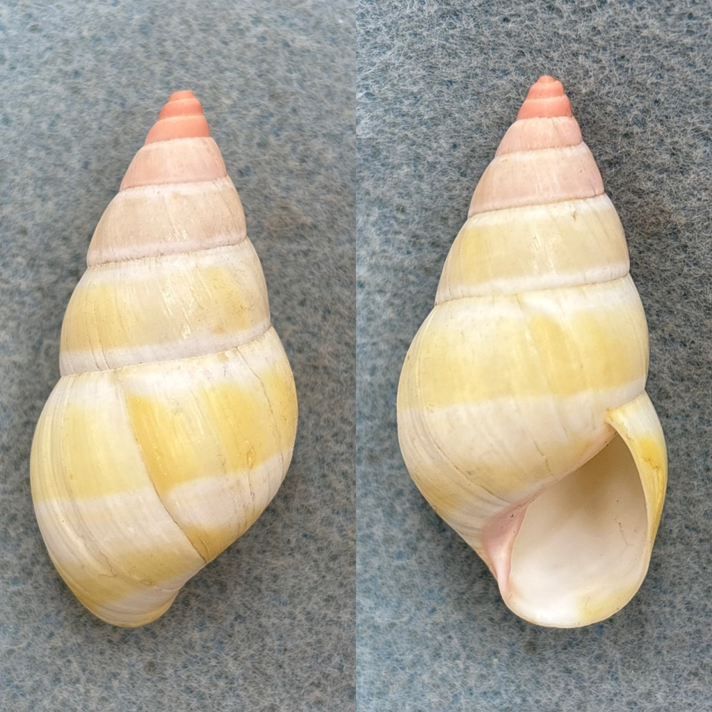 #8 Liguus fasciatus roseatus 44.9mm F++ Key Largo