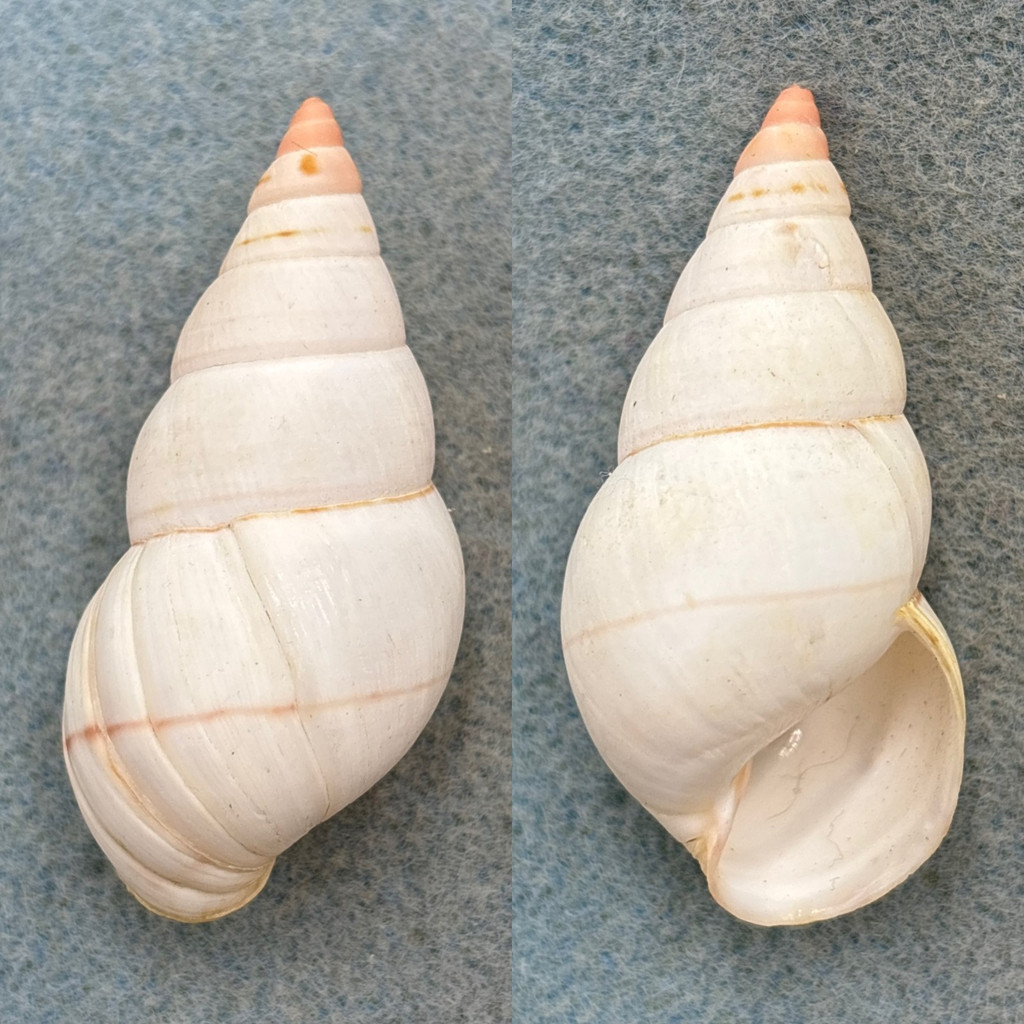 #9 Liguus fasciatus elegans 51.8mm F+/++ Atoll Hammock