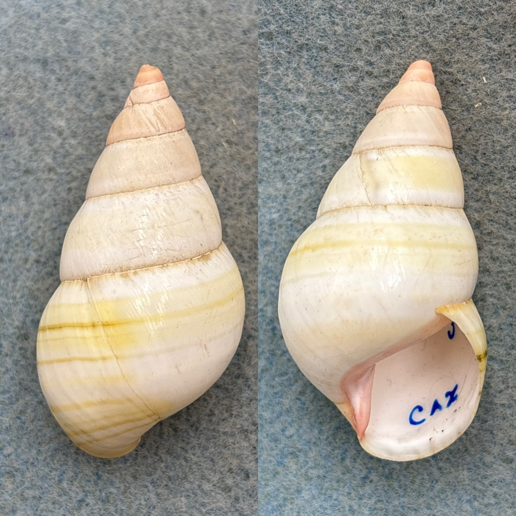 #27 Liguus fasciatus roseatus 46.2mm F+ (Apex Flaw) Caxambas, Marco Island